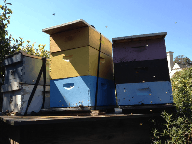 0903-bees
