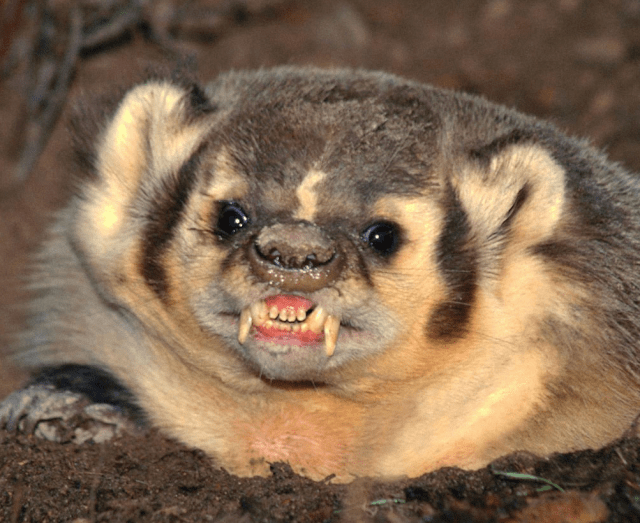 angry badger