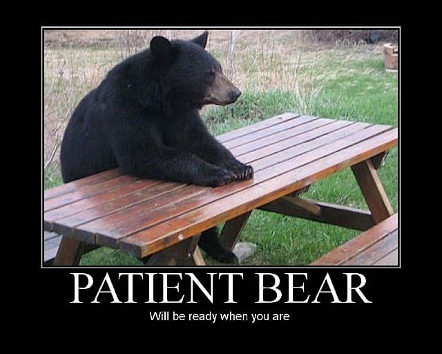 patient_bear