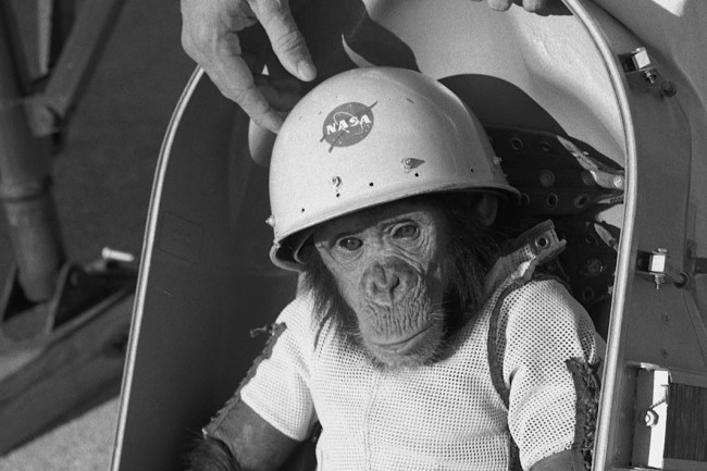Chimp In Space