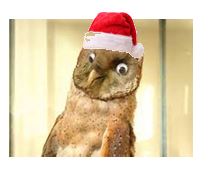 Christmas owl