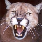 Cougar