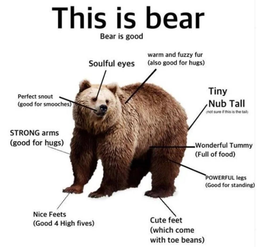 Анатомия медведя. The Bear. Беар Беарс. Анатомия бурого медведя. Bear to think