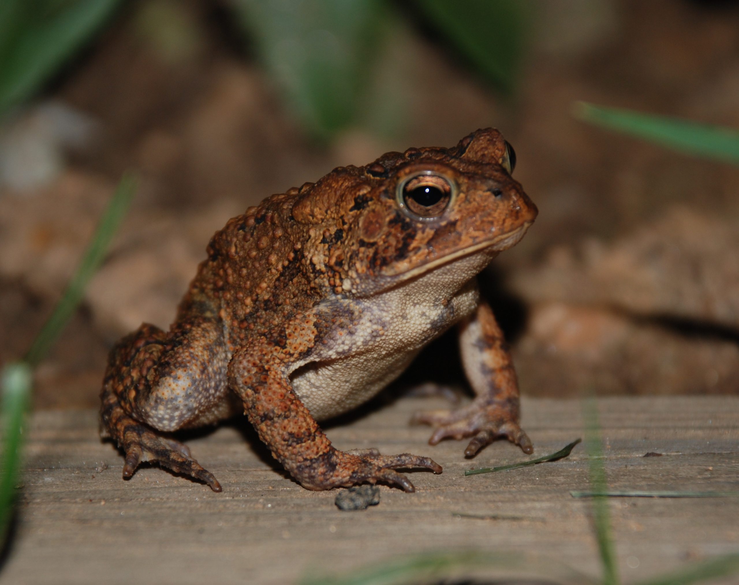 Toad